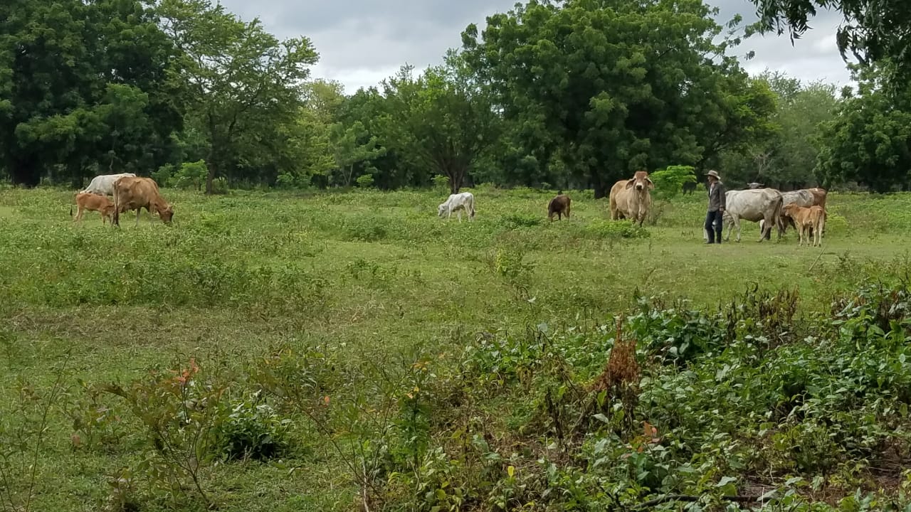 Campo2